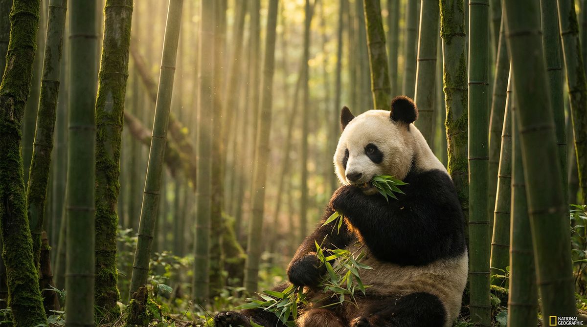 91抖阴动物写真视频社区