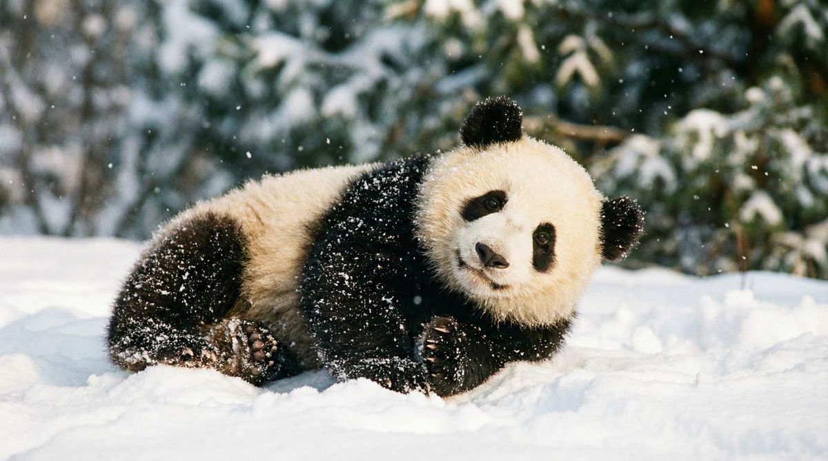 91抖阴熊猫视频社区